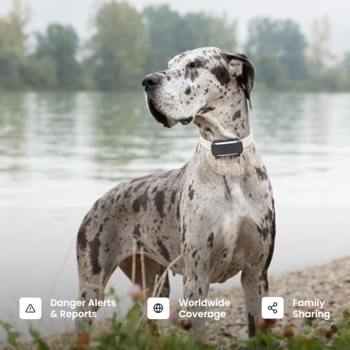 XL Smart Dog GPS Tracker With Virtual Fence