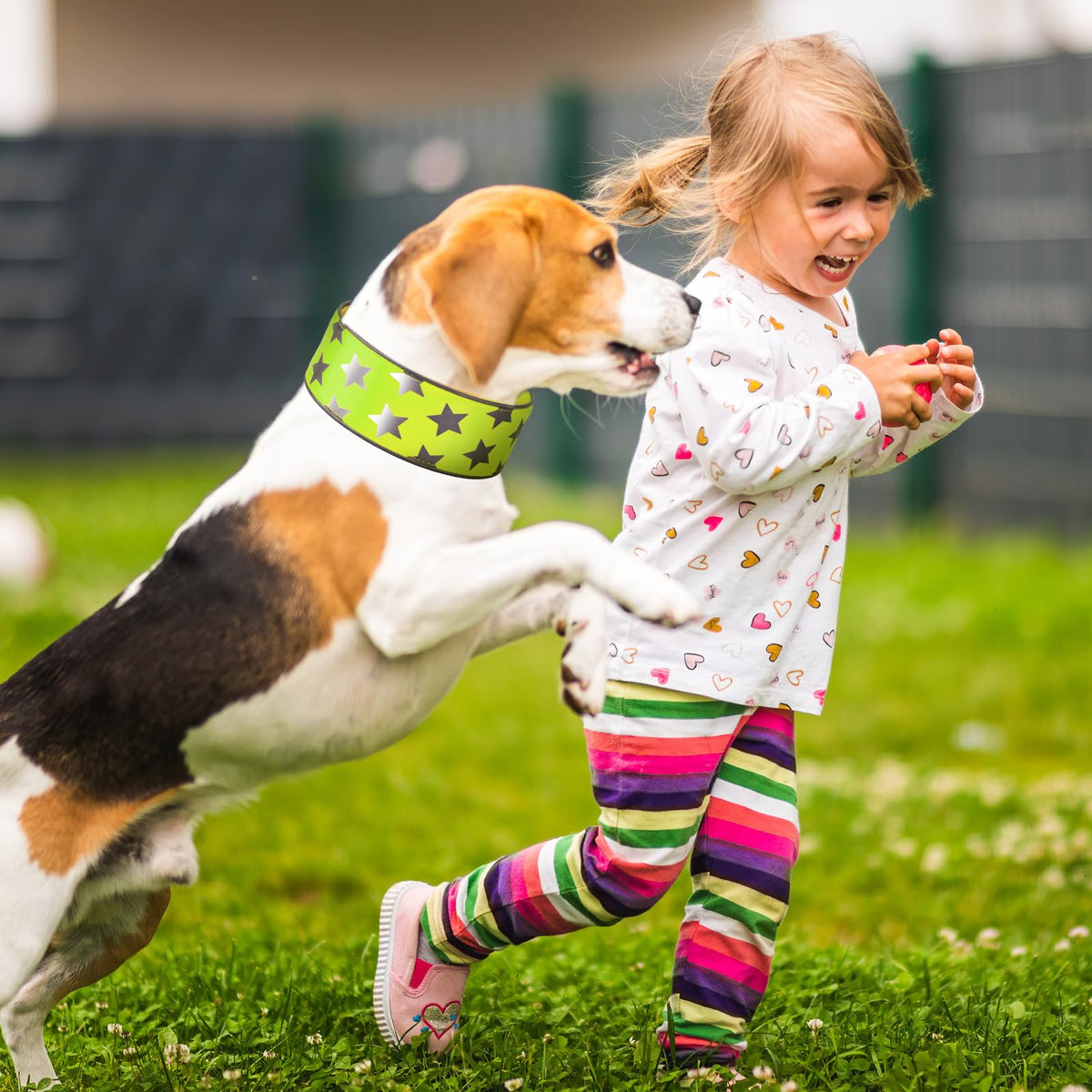 High-Visibility Reflective Dog Collars – 2 Pack