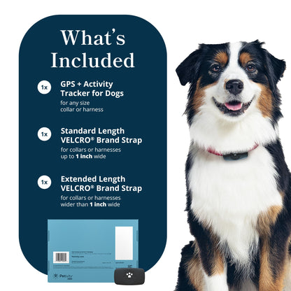 petivity Smart GPS and Activity Dog Tracker Tag