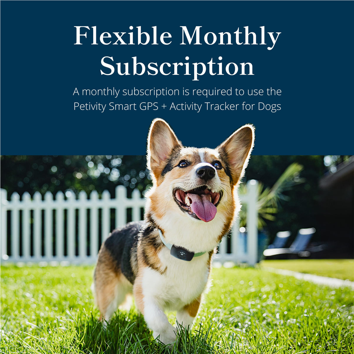 petivity Smart GPS and Activity Dog Tracker Tag