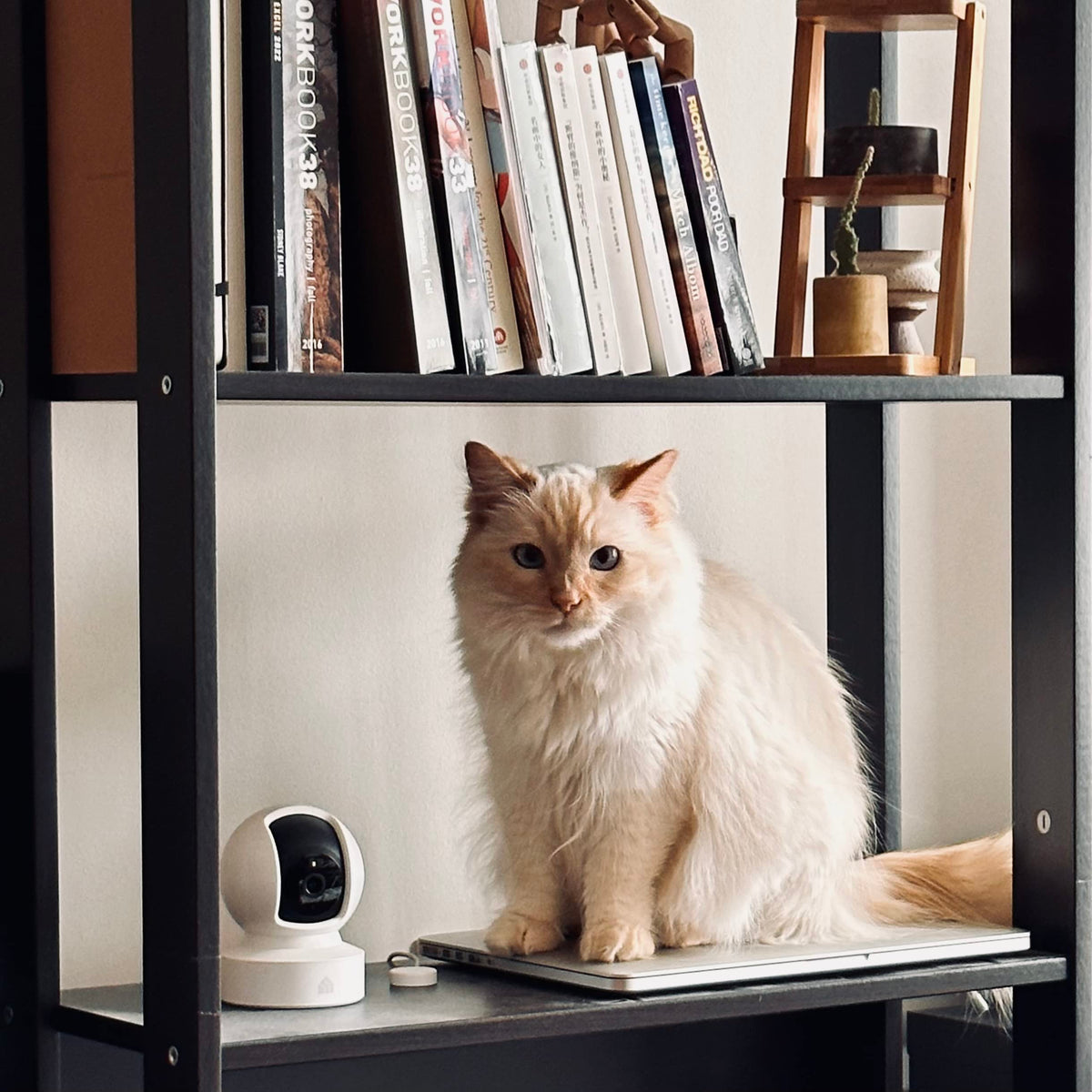 1080p Pan & Tilt Pet Camera With Night Vision