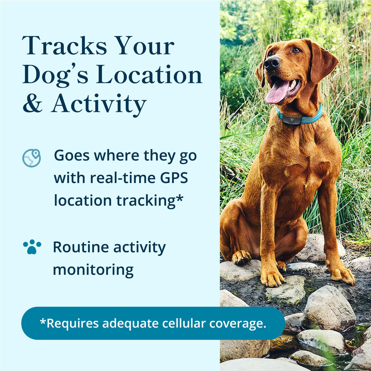 petivity Smart GPS and Activity Dog Tracker Tag