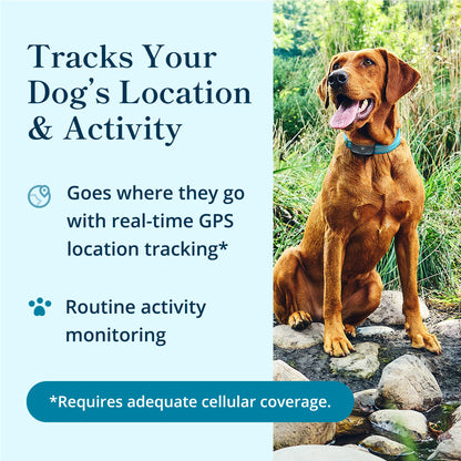 petivity Smart GPS and Activity Dog Tracker Tag